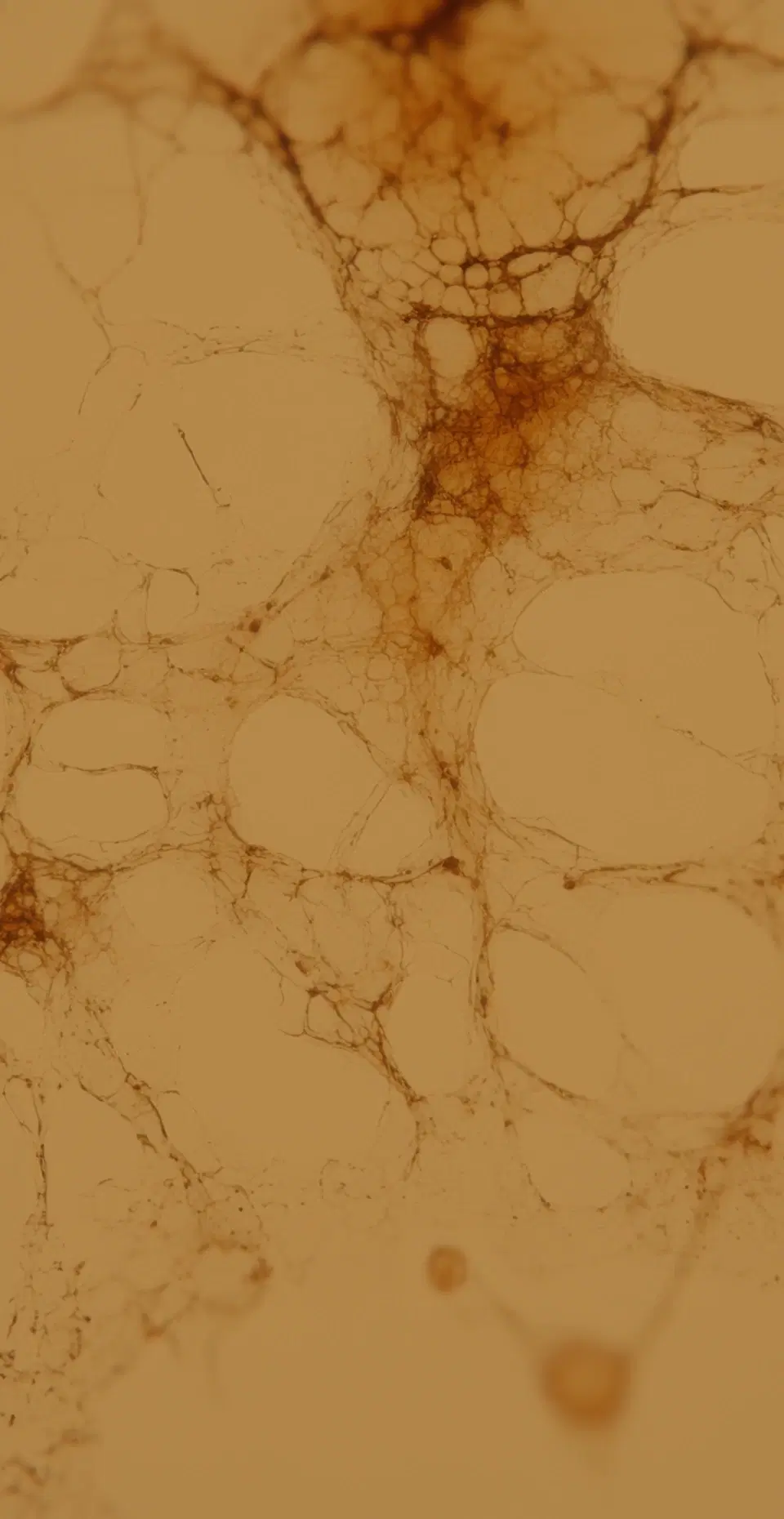 biomarkers-hero-bg-mobile