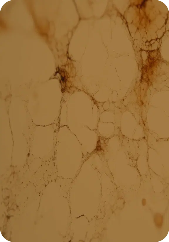 Body systems overview