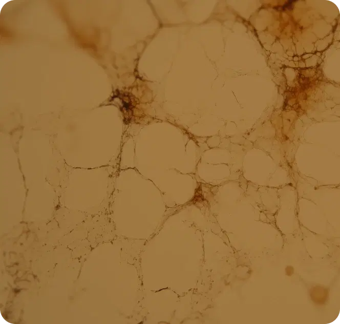 Body systems overview